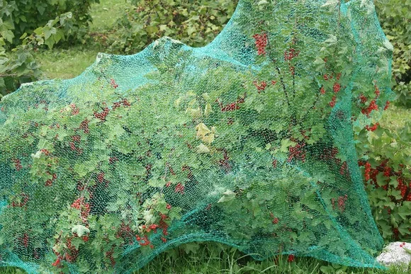 Johannisbeerstrauch mit Vogelschutznetz